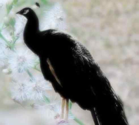 凤凰：传说中的鸟原型探秘（孔雀）