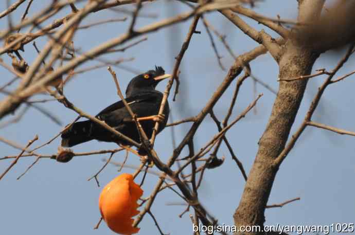 北京动物园的鸟类——谁爱吃柿子?(八哥)