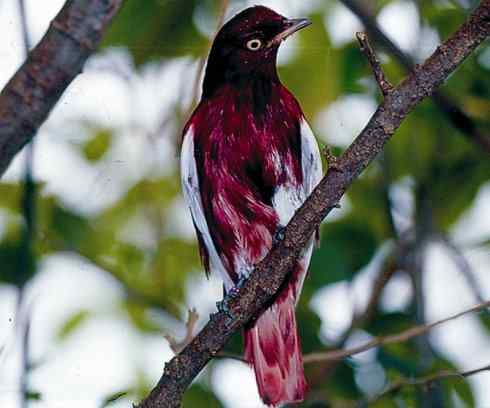 极品红色鸟类：深红紫伞鸟