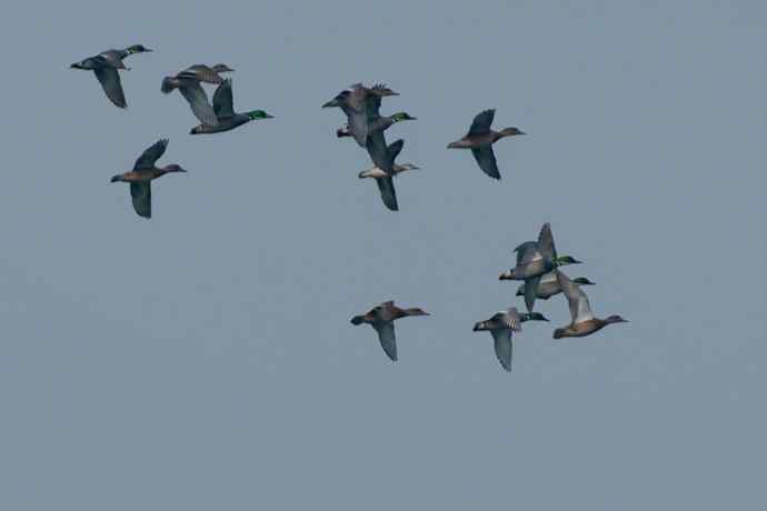 晨拍凤头鸊鷉 晨拍凤头鸊鷉