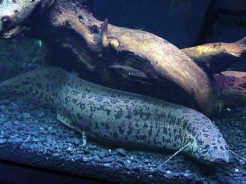 鱼类活化石：非洲肺鱼