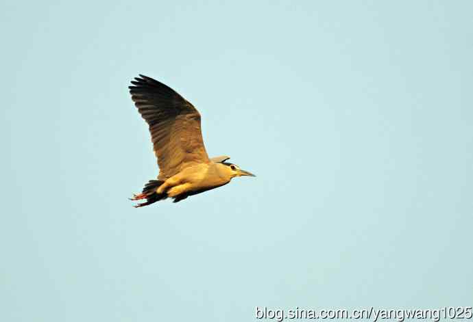 飞(夜鹭)51 飞(夜鹭)51