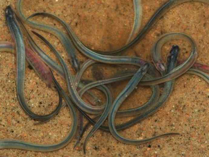 鱼类活化石：七鳃鳗