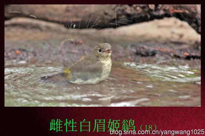 北京天坛公园的鸟类——雌性白眉姬鹟（18）