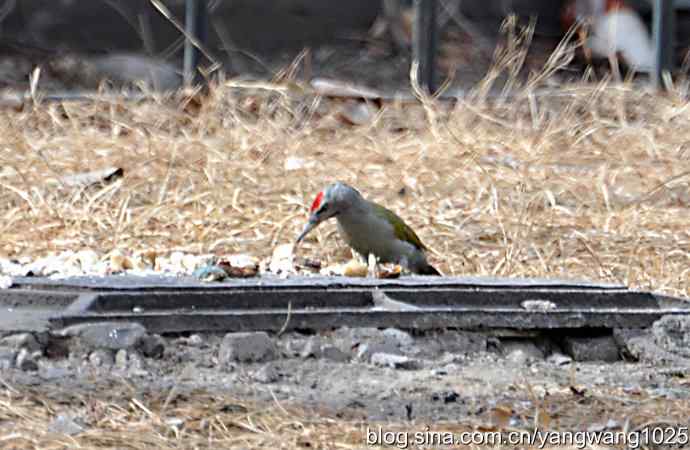 随走随拍【灰头绿啄木鸟（雄性）】