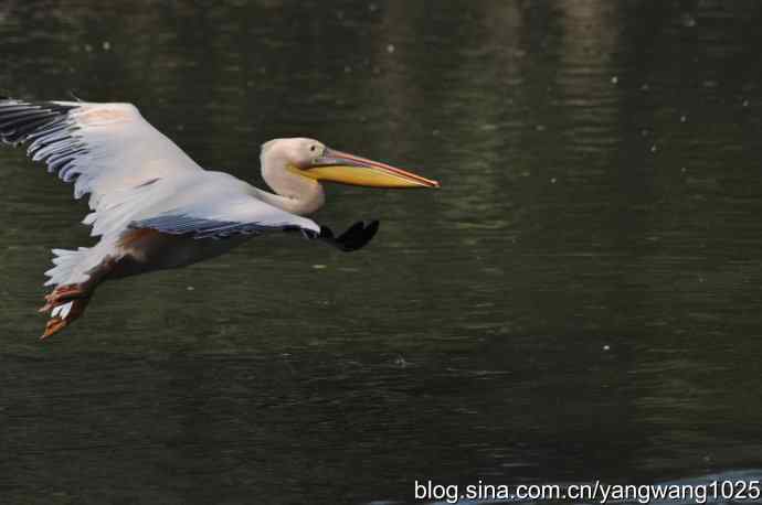 再拍大鹈鹕 wbr6 再拍大鹈鹕 wbr6