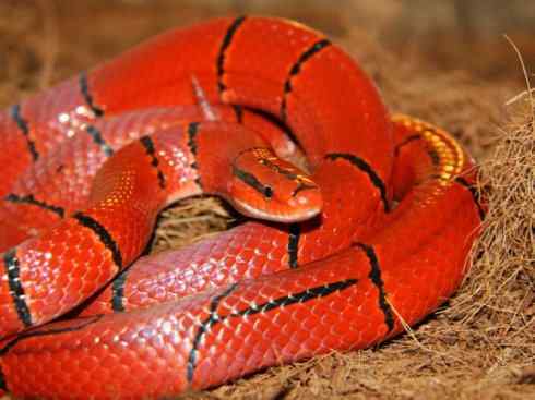 龙：传说的兽原型探秘（游蛇类）