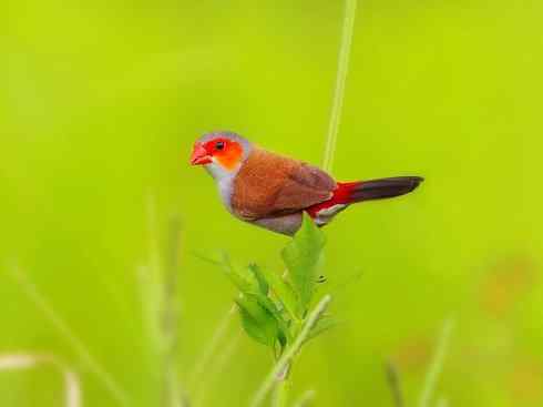 极品红色鸟类：红梅花雀