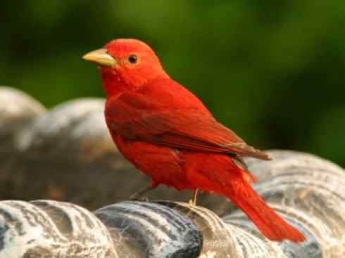 极品红色鸟类：玫红比蓝雀