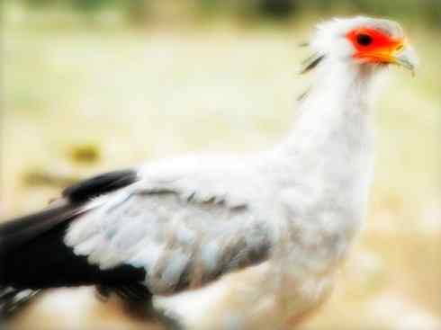 猎奇：十大奇异鸟类之三