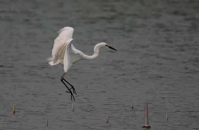 野生白鹭与都市的和谐相处