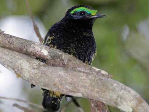 绝色攀禽：佛法僧目之地鴗