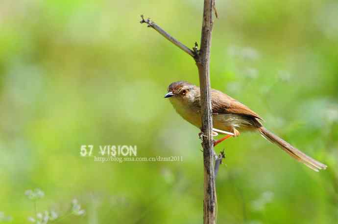 黄腹鹪莺——福州观鸟