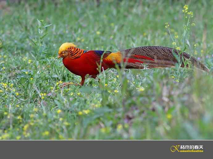 凤凰传说鈥斺敽旄菇跫
