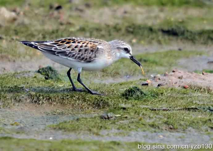 红颈滨鹬（组图，5张图片）