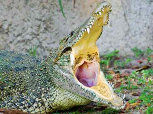 龙：传说的兽原型探秘（鳄类）