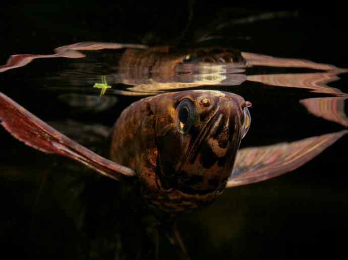 鱼类活化石:齿蝶鱼 鱼类活化石:齿蝶鱼