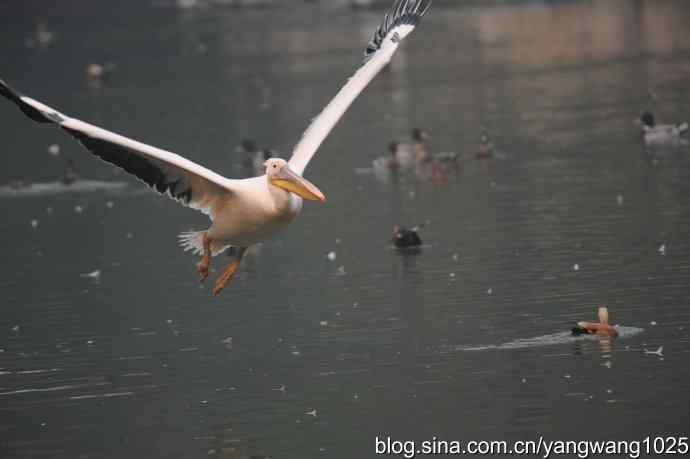 再拍鹈鹕 wbr11 再拍鹈鹕 wbr11