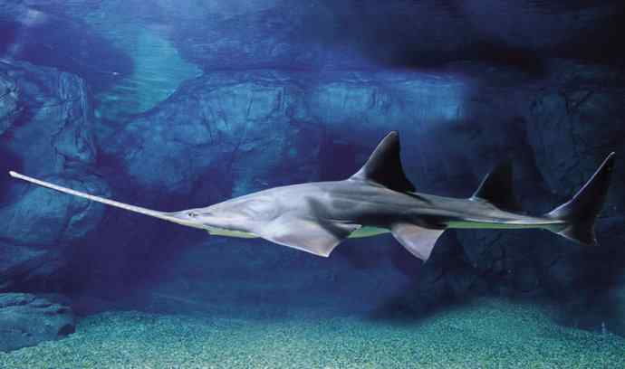 鱼类活化石：锯鳐