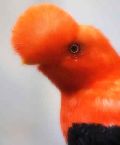 猎奇:十大奇异鸟类之四 猎奇:十大奇异鸟类之四