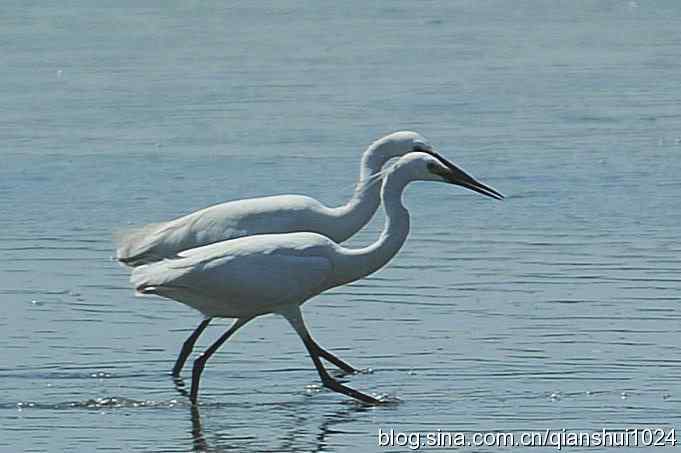 凌波仙子.白鹭海滨写真(北戴河)