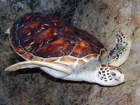 玄武:传说的兽原型探秘(平胸龟) 玄武:传说的兽原型探秘(平胸龟)