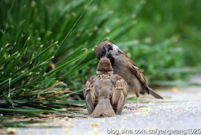 母爱（纪实篇）