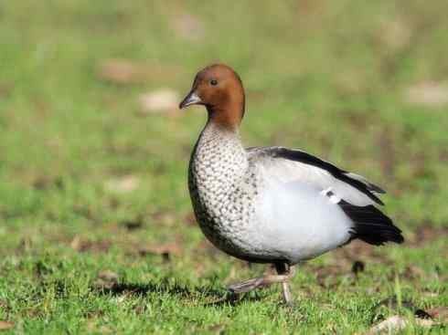 家禽驯化之源之十一