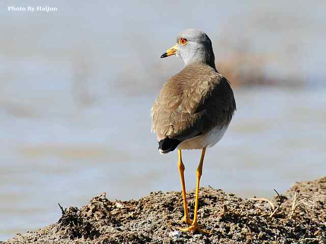 风乍起 wbr吹皱一湖碧水(观赏灰头麦鸡)