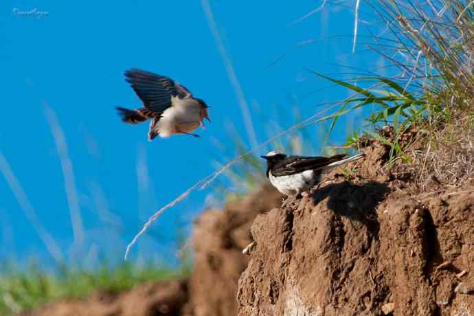 白顶鵖育雏 白顶鵖育雏