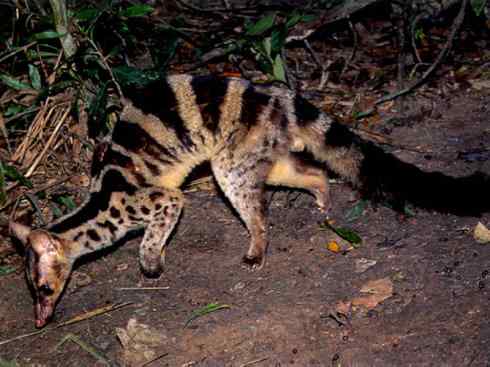 犬科：犬亚科犬属之金豺、黑背豺（胡狼类）