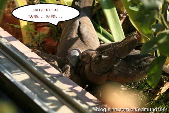 珠颈斑鸠育儿记