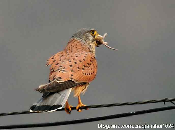 红隼的美味午餐(白河湾)