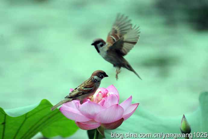 雀与荷 wbr4 雀与荷 wbr4