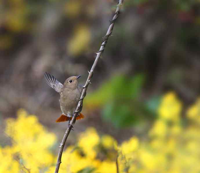 赭红尾鸲唱黄花 赭红尾鸲唱黄花