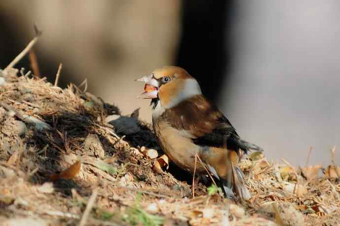 吃元宝枫果的锡嘴雀