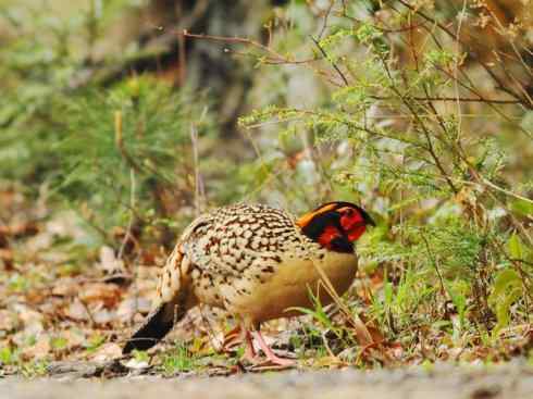 凤凰：传说中的鸟原型探秘（锦鸡）