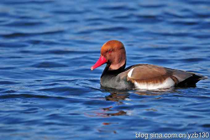 冰之蓝&bull;赤嘴潜鸭&bull;元宵节快乐（组图，15张图片）