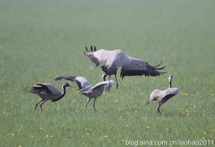蓑羽鹤，好久不见