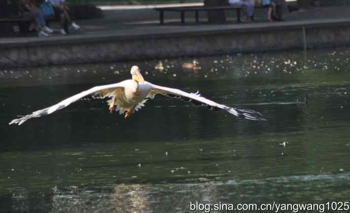 再拍大鹈鹕 wbr6 再拍大鹈鹕 wbr6