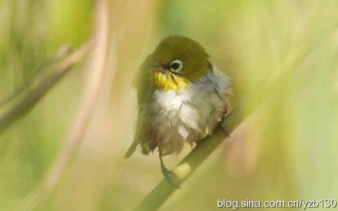 第一次遇到绣眼鸟（组图）