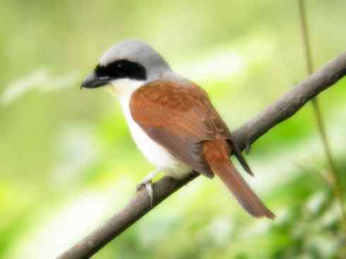 美丽无罪：雀鸟之丛伯劳