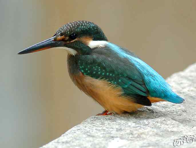 圆明园&nbsp;wbr路&nbsp;wbr小翠乖乖