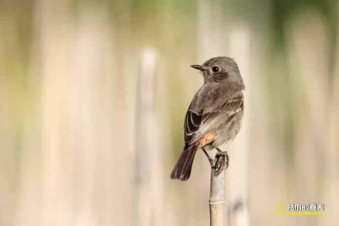 白斑黑石鵖 wbr wbr斑纹鸟 wbr wbr栗背伯劳