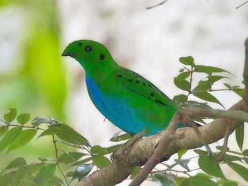 美丽无罪：雀鸟之阔嘴鸟