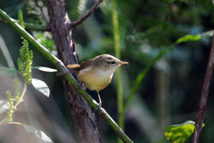 黑眉苇莺(2) 黑眉苇莺(2)