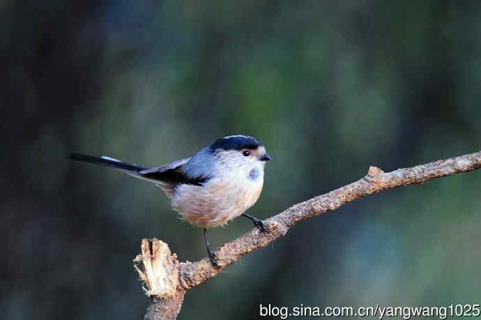 北京天坛公园的鸟类——银喉长尾山雀（2）