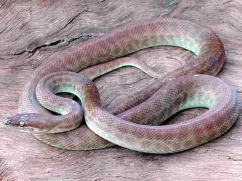 龙:传说的兽原型探秘(树蟒类) 龙:传说的兽原型探秘(树蟒类)