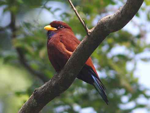 绝色攀禽：佛法僧目之三宝鸟