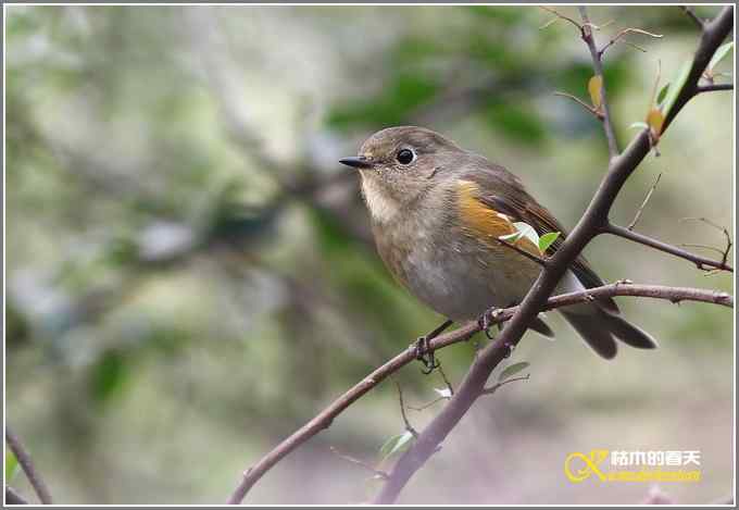 今年冬天的鸟儿有点少【照片】 今年冬天的鸟儿有点少【照片】